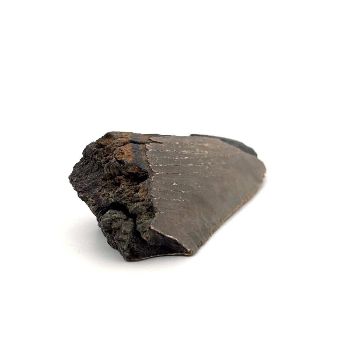 Partial Megalodon Tooth (2.78") from Antwerp Region – Authentic Miocene Shark Fossil - FossilsAndMore