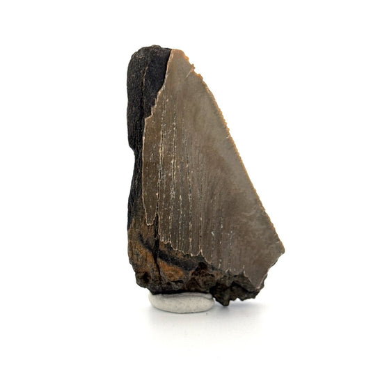 Partial Megalodon Tooth (2.78") from Antwerp Region – Authentic Miocene Shark Fossil - FossilsAndMore