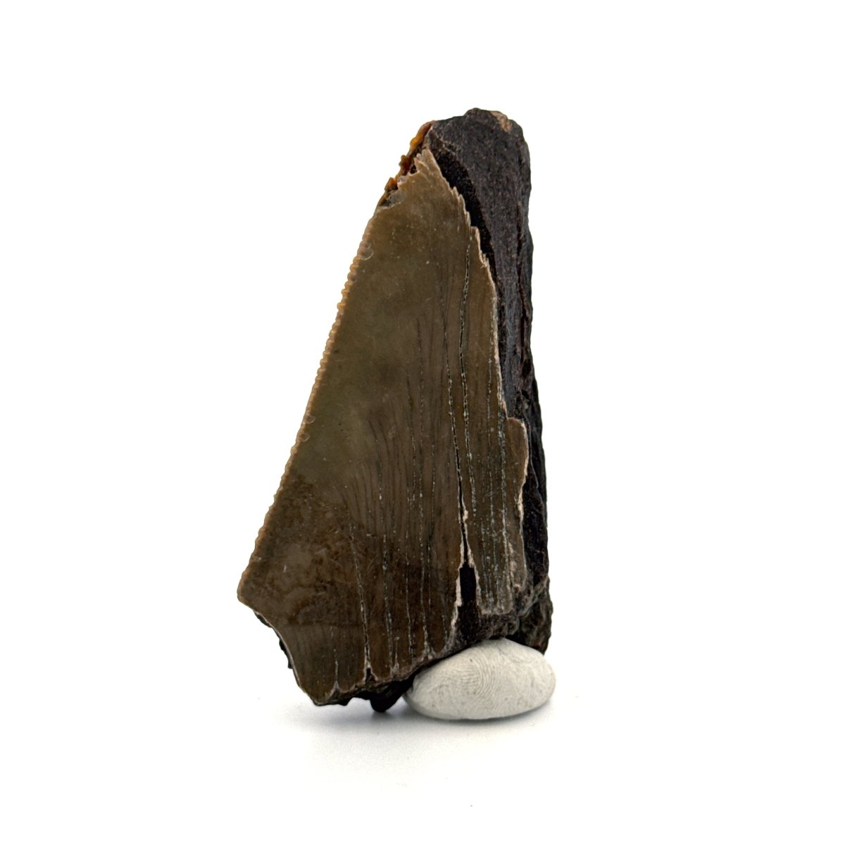 Partial Megalodon Tooth (2.78") from Antwerp Region – Authentic Miocene Shark Fossil - FossilsAndMore