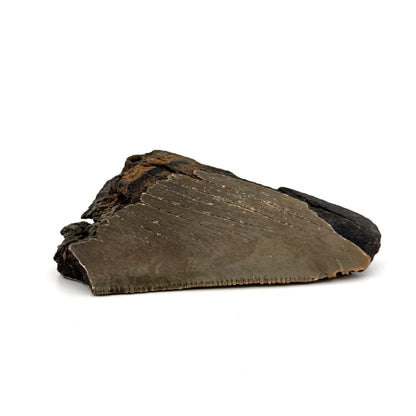 Partial Megalodon Tooth (2.78") from Antwerp Region – Authentic Miocene Shark Fossil - FossilsAndMore