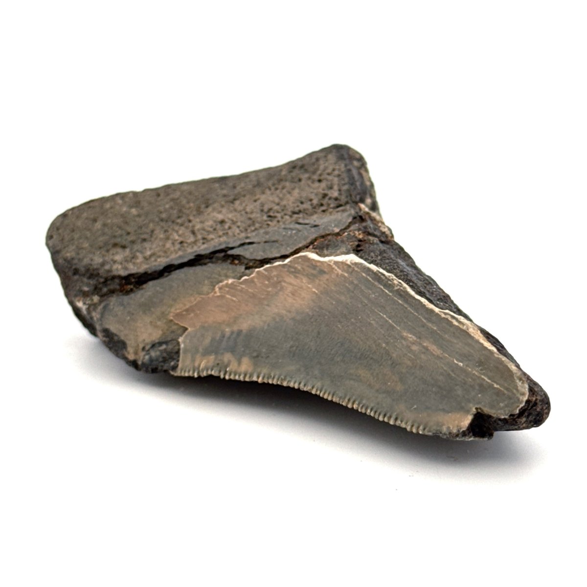 Partial Megalodon Tooth (2.79") from Antwerp Region – Authentic Miocene Shark Fossil - FossilsAndMore