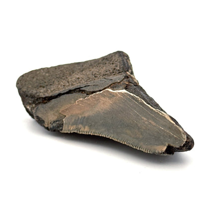 Partial Megalodon Tooth (2.79") from Antwerp Region – Authentic Miocene Shark Fossil - FossilsAndMore