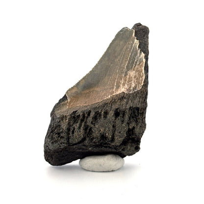 Partial Megalodon Tooth (2.79") from Antwerp Region – Authentic Miocene Shark Fossil - FossilsAndMore