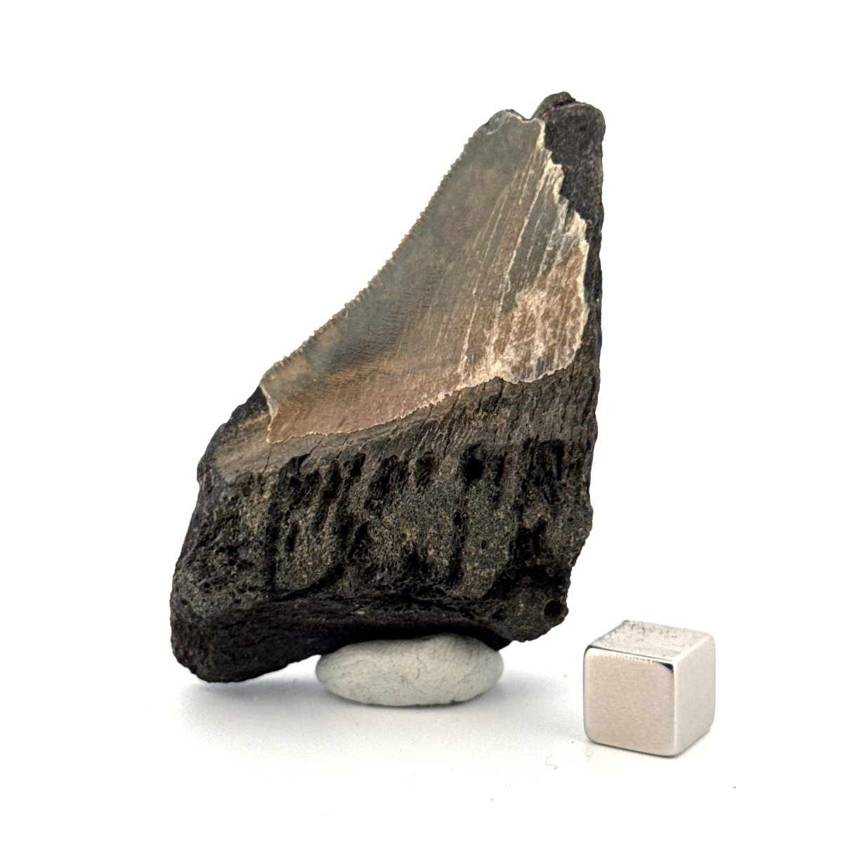 Partial Megalodon Tooth (2.79") from Antwerp Region – Authentic Miocene Shark Fossil - FossilsAndMore