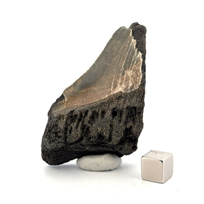Partial Megalodon Tooth (2.79") from Antwerp Region – Authentic Miocene Shark Fossil - FossilsAndMore