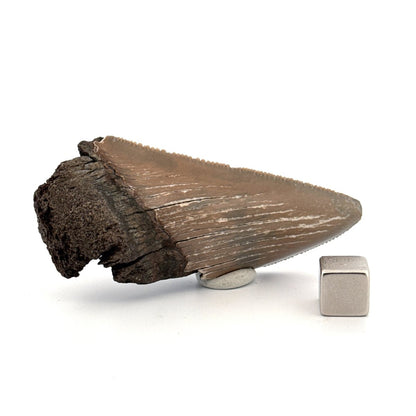 Partial Megalodon Tooth (2.85") from Antwerp Region – Authentic Miocene Shark Fossil - FossilsAndMore