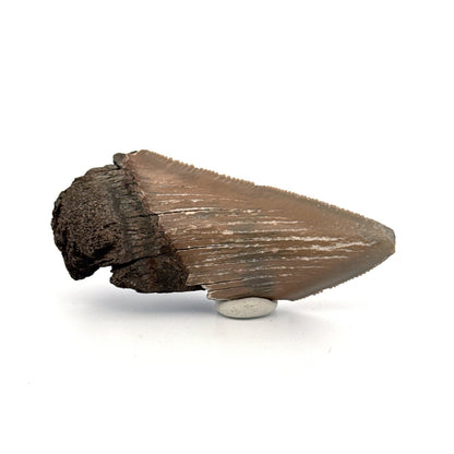 Partial Megalodon Tooth (2.85") from Antwerp Region – Authentic Miocene Shark Fossil - FossilsAndMore