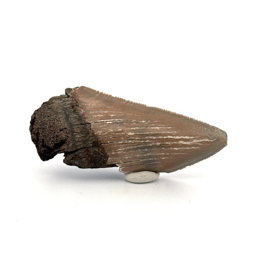Partial Megalodon Tooth (2.85") from Antwerp Region – Authentic Miocene Shark Fossil - FossilsAndMore