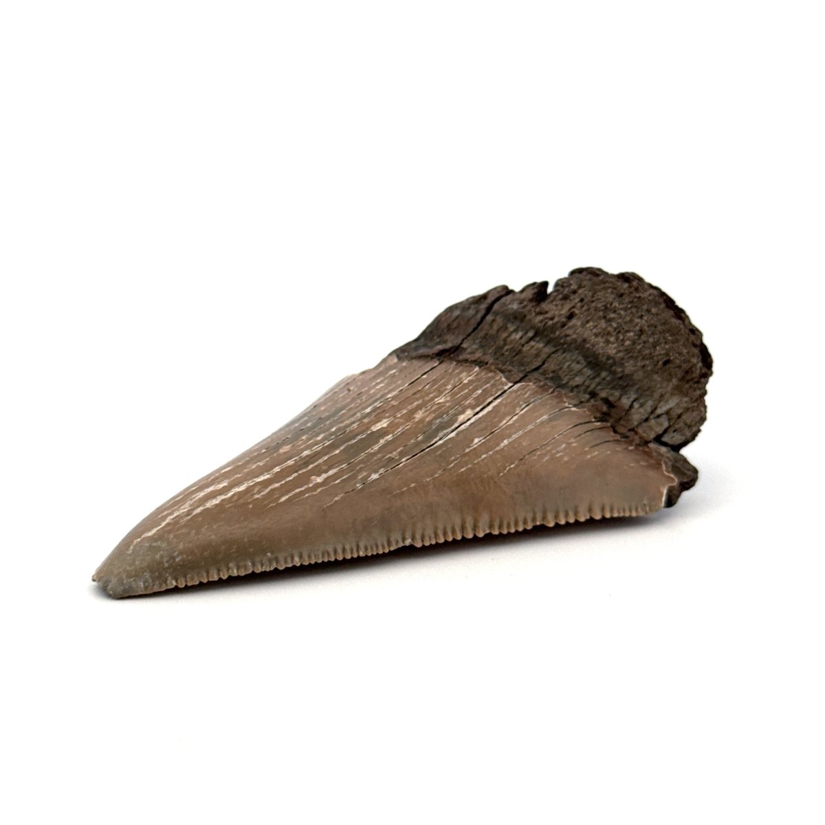 Partial Megalodon Tooth (2.85") from Antwerp Region – Authentic Miocene Shark Fossil - FossilsAndMore