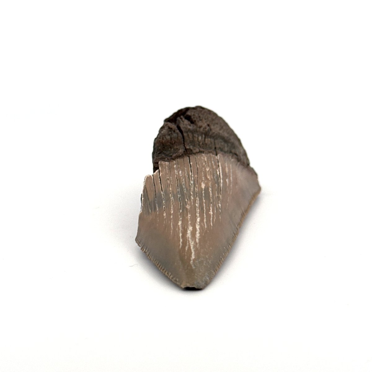 Partial Megalodon Tooth (2.85") from Antwerp Region – Authentic Miocene Shark Fossil - FossilsAndMore