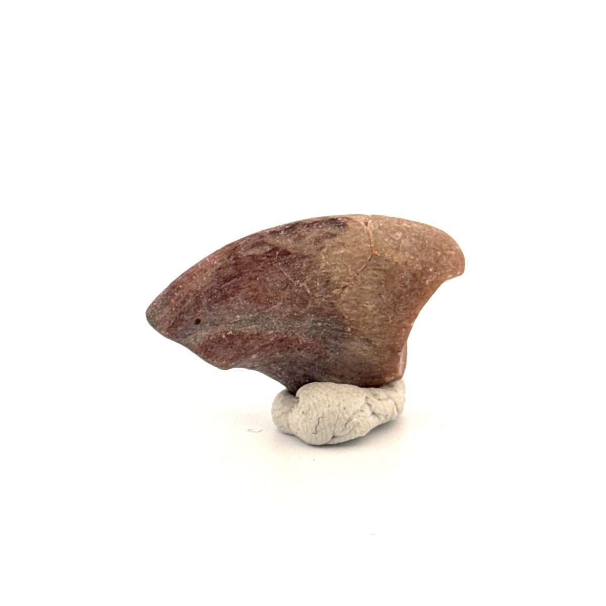 Partial Theropod Dinosaur Claw from Niger (1.18") - FossilsAndMore