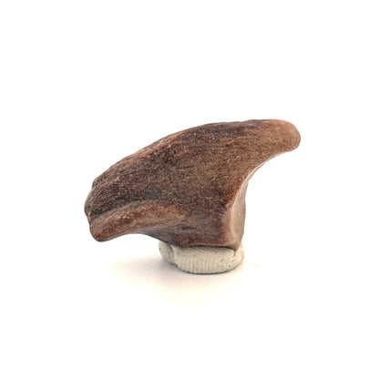 Partial Theropod Dinosaur Claw from Niger (1.26") - FossilsAndMore