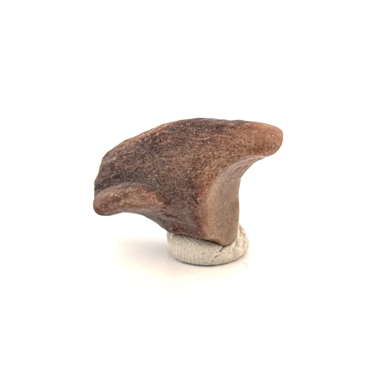 Partial Theropod Dinosaur Claw from Niger (1.26") - FossilsAndMore