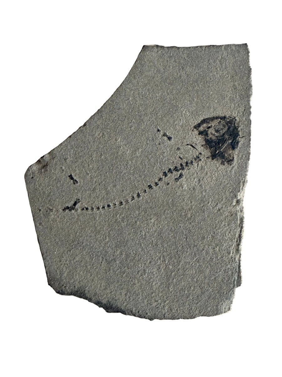 Permian temnospondyl Amphibian Fossil from Germany | 1.73" - FossilsAndMore
