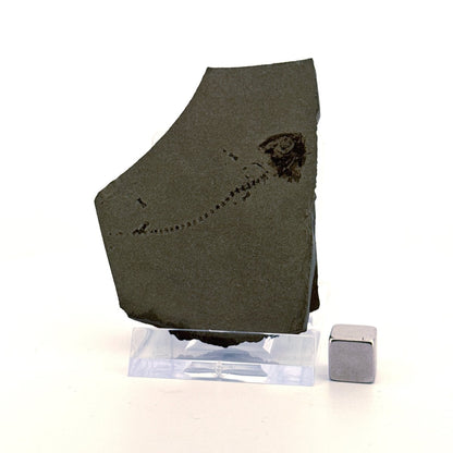 Permian temnospondyl Amphibian Fossil from Germany | 1.73" - FossilsAndMore