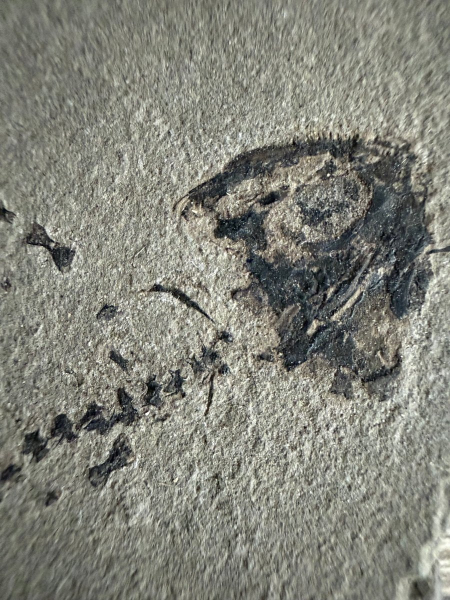 Permian temnospondyl Amphibian Fossil from Germany | 1.73" - FossilsAndMore