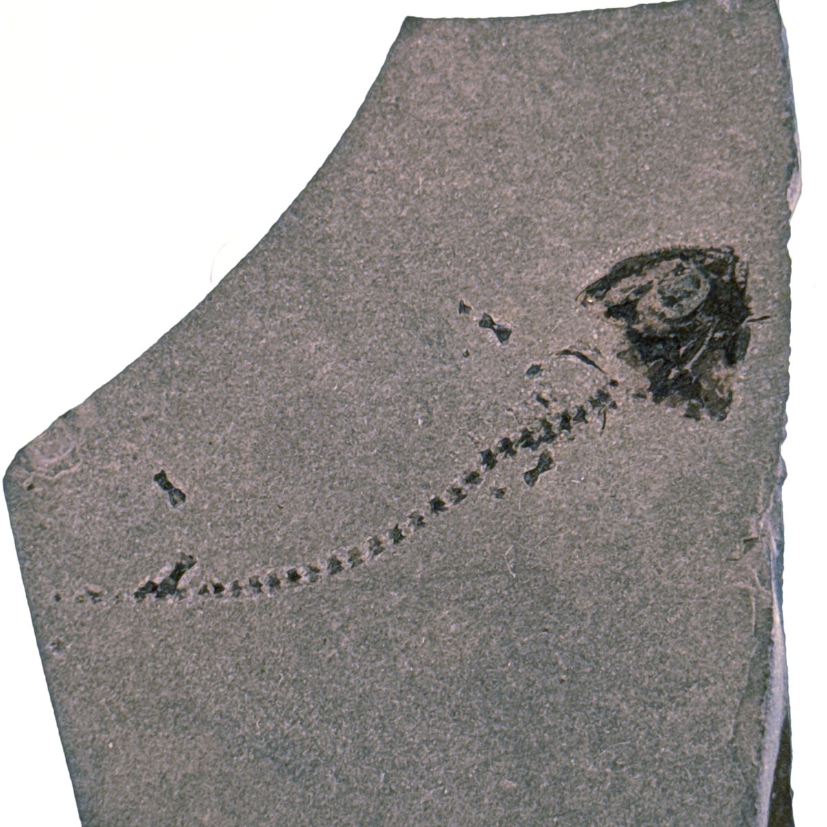 Permian temnospondyl Amphibian Fossil from Germany | 1.73" - FossilsAndMore