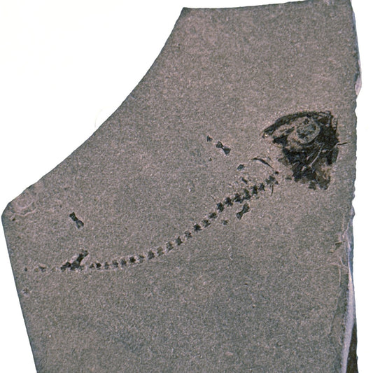 Permian temnospondyl Amphibian Fossil from Germany | 1.73" - FossilsAndMore