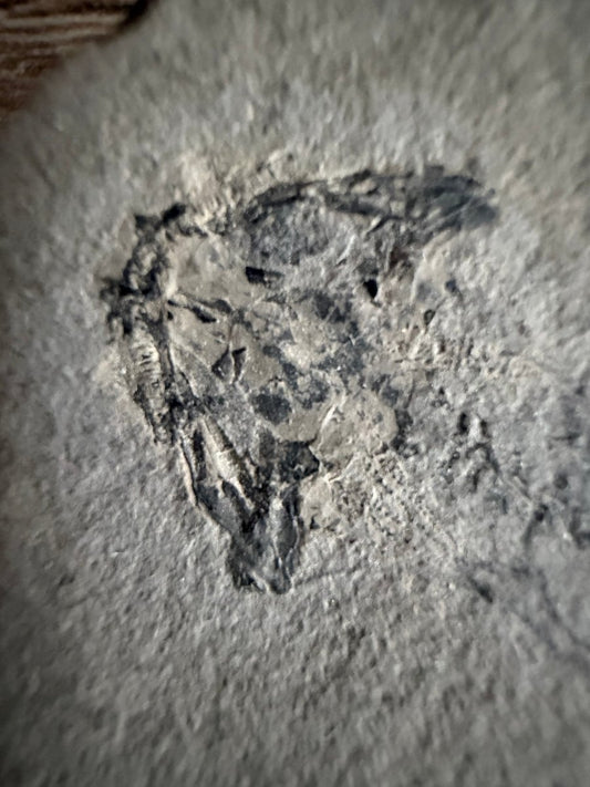 Permian temnospondyl Amphibian Fossil from Germany | 2.75" - FossilsAndMore