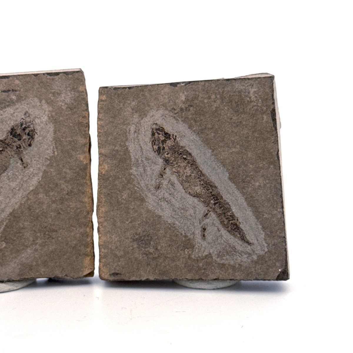 Permian temnospondyl Amphibian Fossil from Germany, Positive & Negative | 1.53" - FossilsAndMore