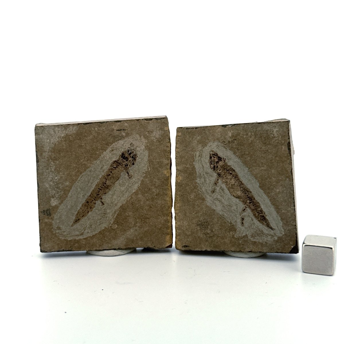 Permian temnospondyl Amphibian Fossil from Germany, Positive & Negative | 1.53" - FossilsAndMore