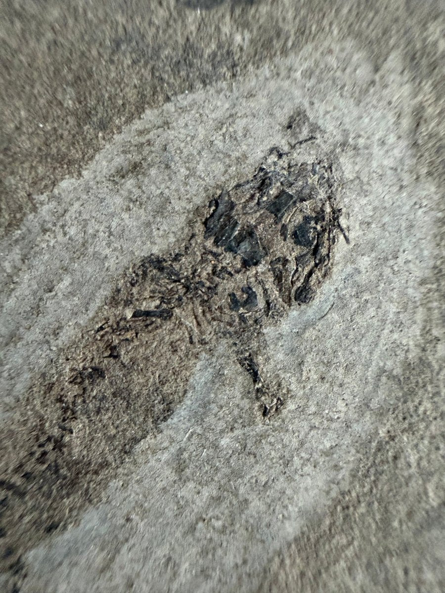 Permian temnospondyl Amphibian Fossil from Germany, Positive & Negative | 1.53" - FossilsAndMore