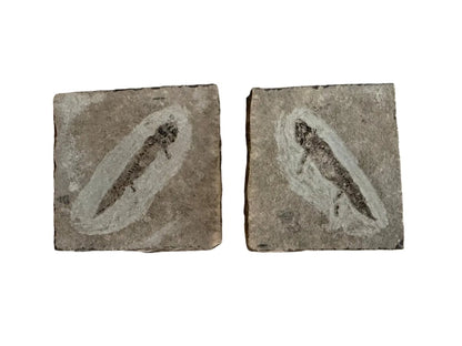 Permian temnospondyl Amphibian Fossil from Germany, Positive & Negative | 1.53" - FossilsAndMore
