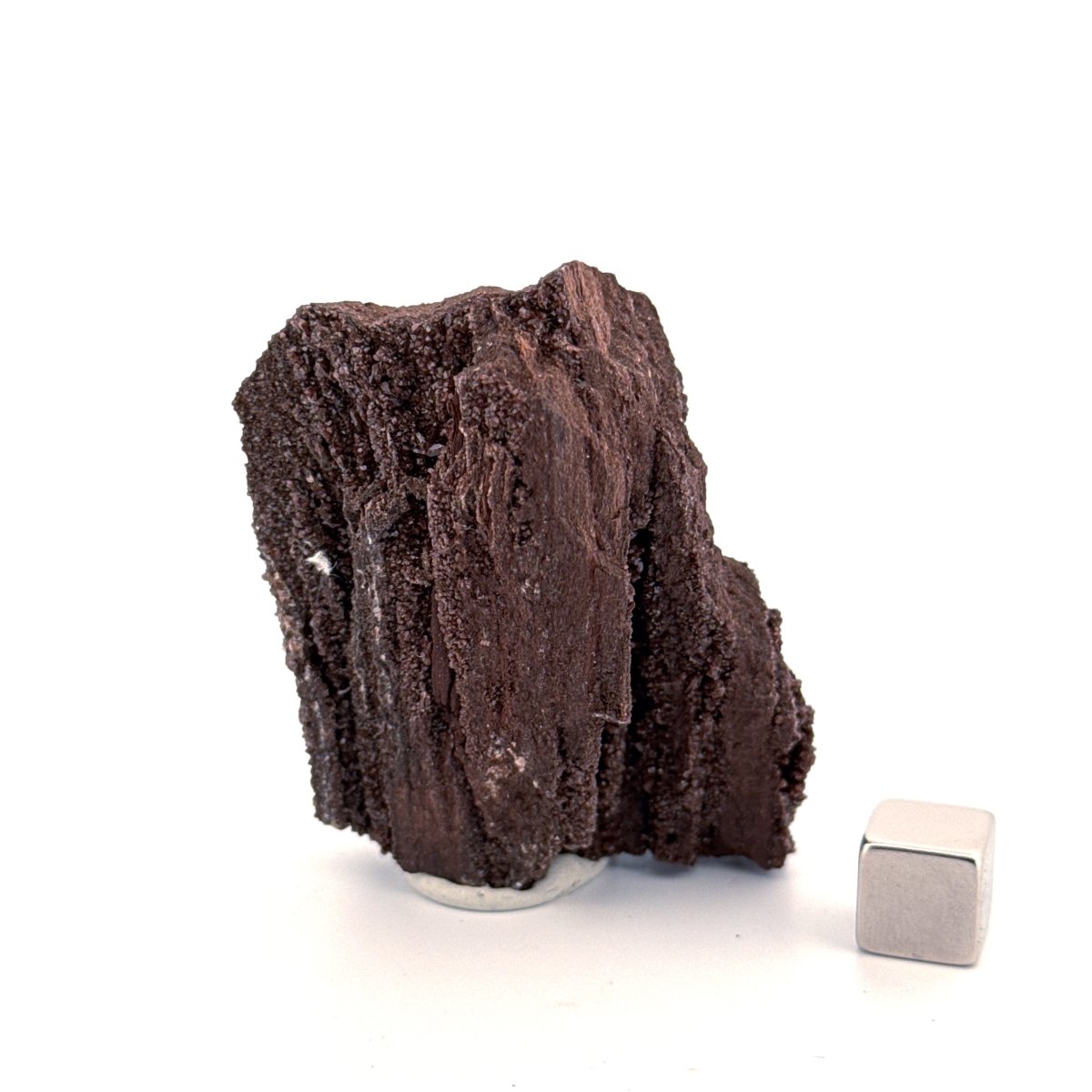 Permineralized Wood Covered In Druzy Quartz (2.72") from Eocene, Germany - FossilsAndMore