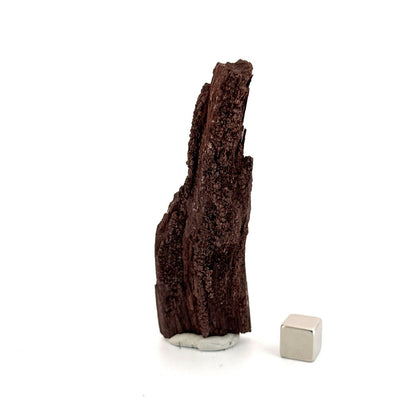 Permineralized Wood Covered In Druzy Quartz (3.42") from Eocene, Germany - FossilsAndMore