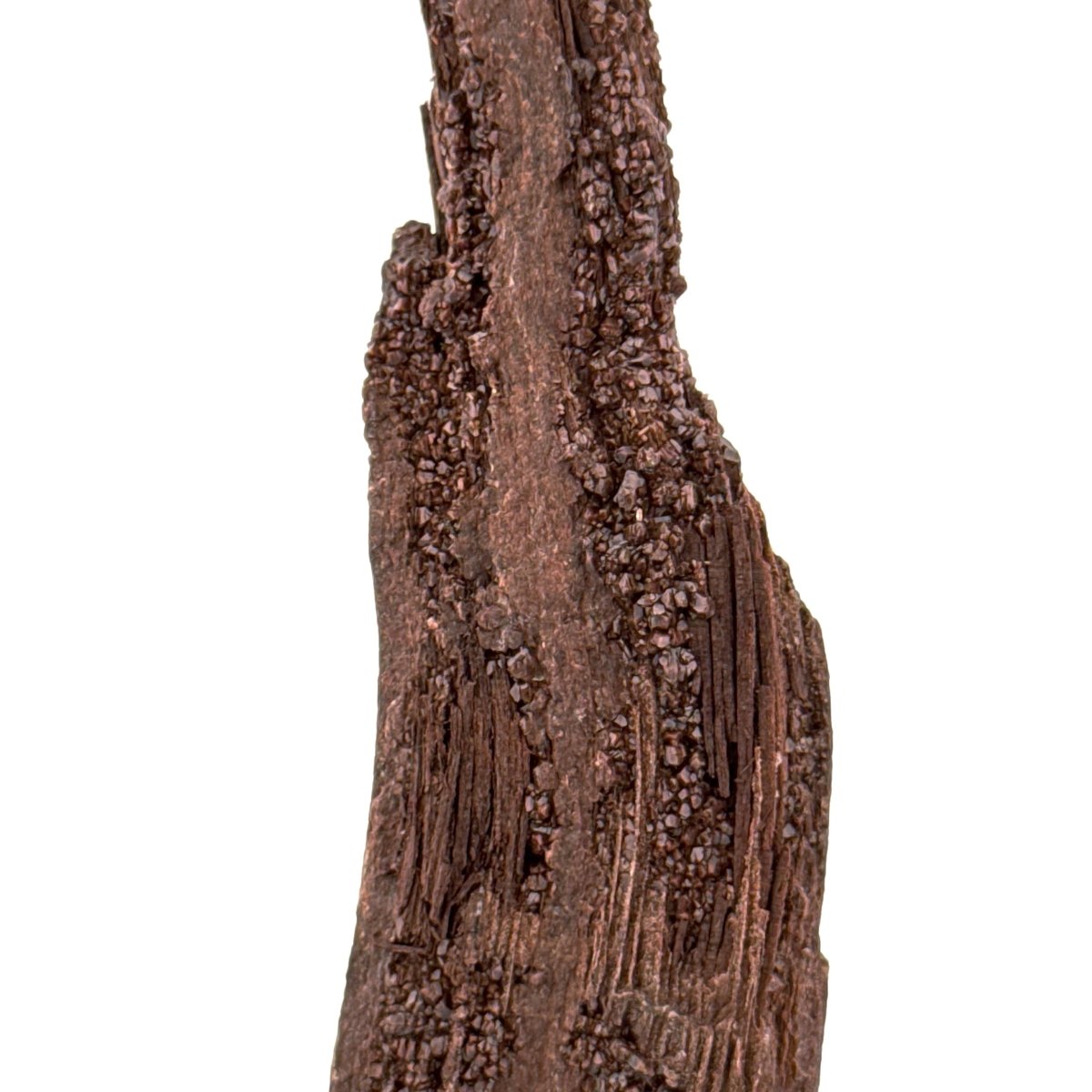 Permineralized Wood Covered In Druzy Quartz (3.42") from Eocene, Germany - FossilsAndMore