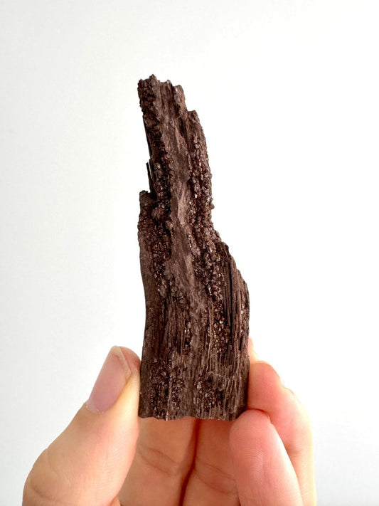 Permineralized Wood Covered In Druzy Quartz (3.42") from Eocene, Germany - FossilsAndMore