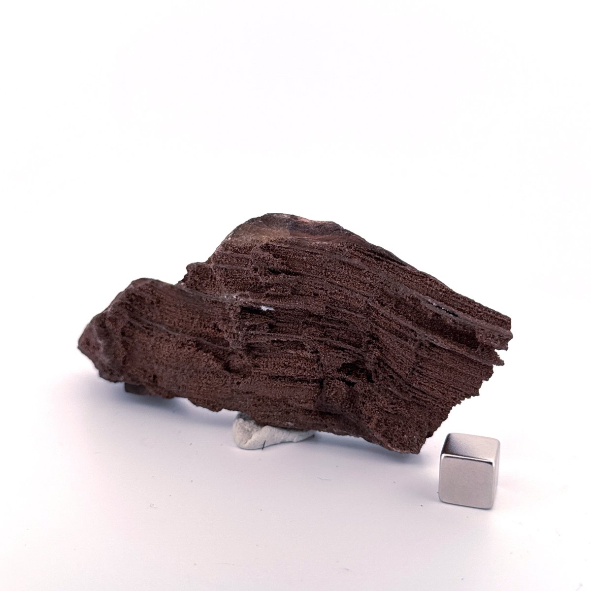 Permineralized Wood Covered In Druzy Quartz (4.43") from Eocene, Germany - FossilsAndMore