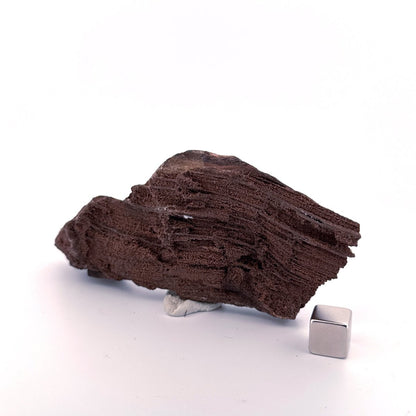 Permineralized Wood Covered In Druzy Quartz (4.43") from Eocene, Germany - FossilsAndMore