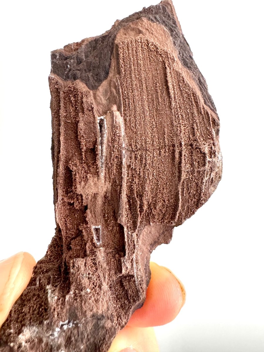Permineralized Wood Covered In Druzy Quartz (4.43") from Eocene, Germany - FossilsAndMore