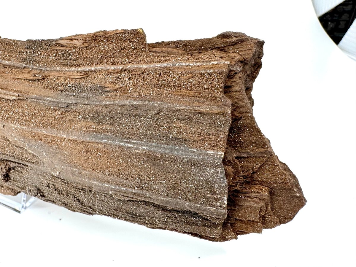 Permineralized Wood Covered In Druzy Quartz (8.66") from Eocene, Germany - FossilsAndMore