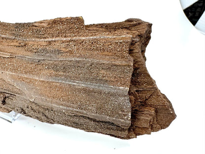 Permineralized Wood Covered In Druzy Quartz (8.66") from Eocene, Germany - FossilsAndMore