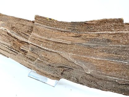 Permineralized Wood Covered In Druzy Quartz (8.66") from Eocene, Germany - FossilsAndMore