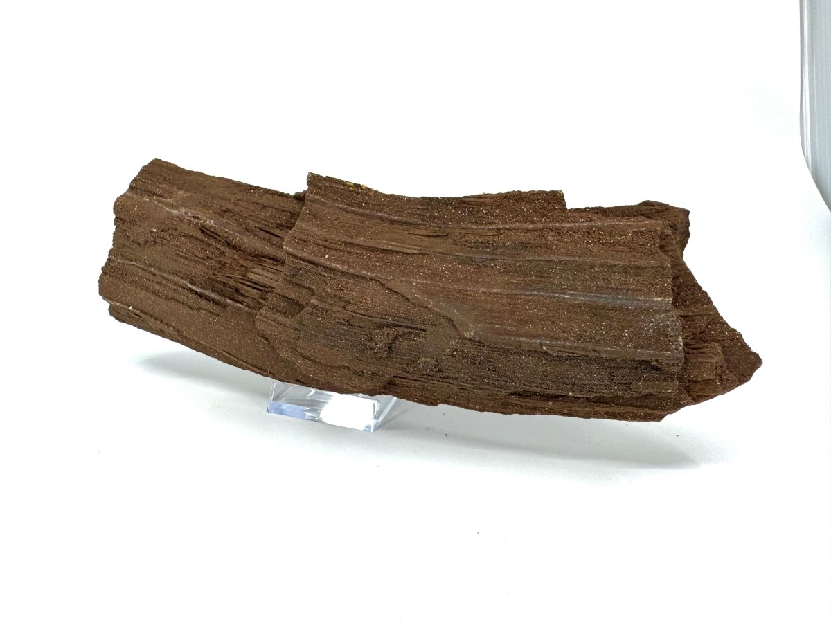 Permineralized Wood Covered In Druzy Quartz (8.66") from Eocene, Germany - FossilsAndMore