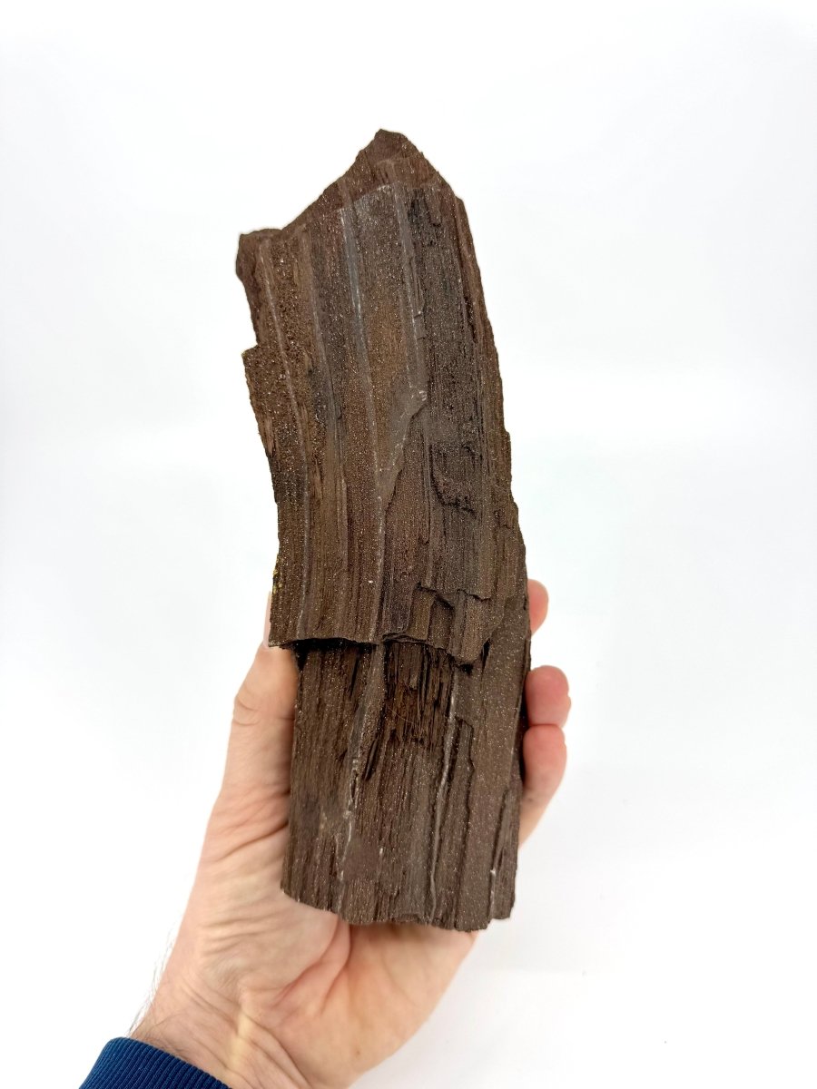 Permineralized Wood Covered In Druzy Quartz (8.66") from Eocene, Germany - FossilsAndMore