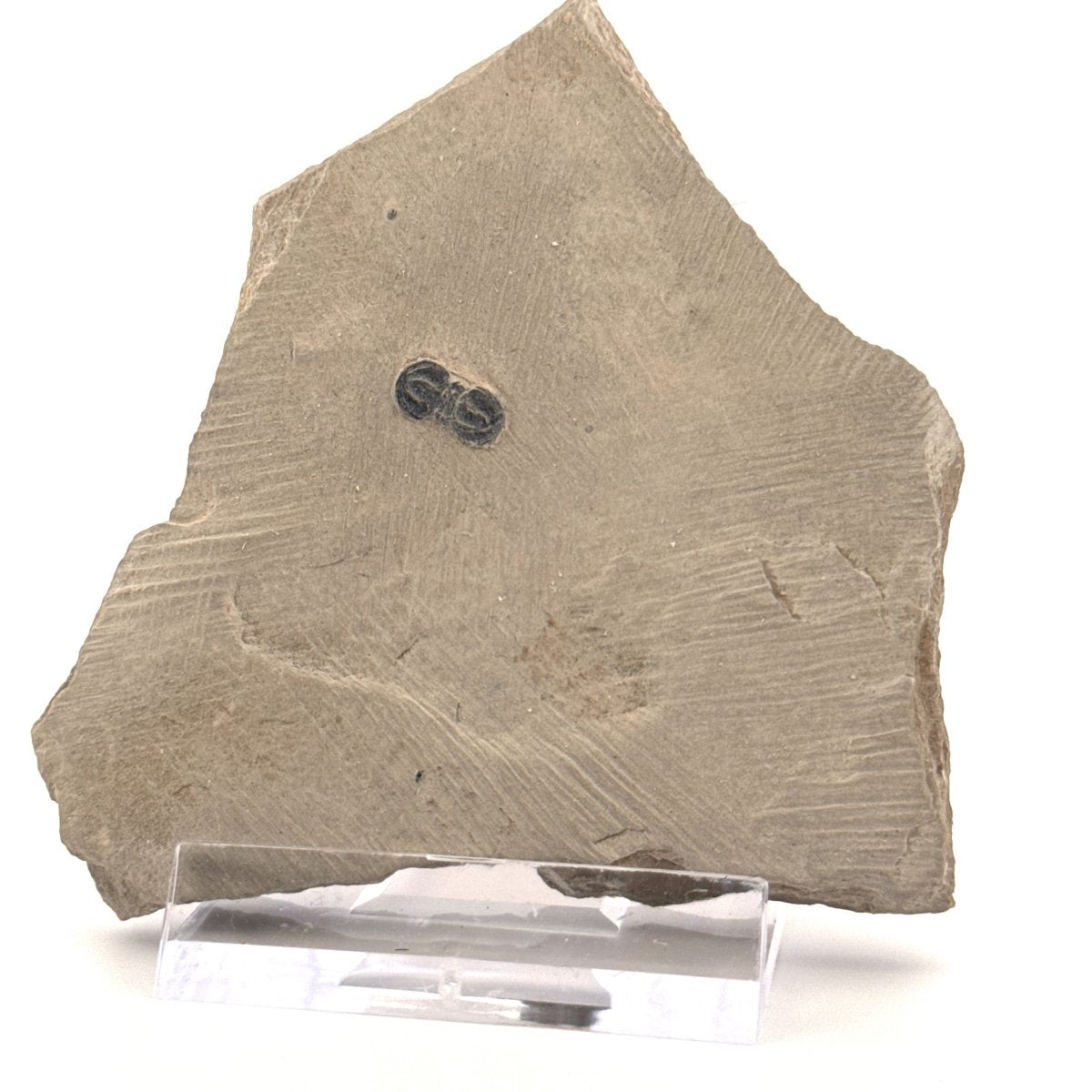 Peronopsis interstrictus Trilobite Fossil on matrix – Cambrian, Utah, USA (P001) - FossilsAndMore