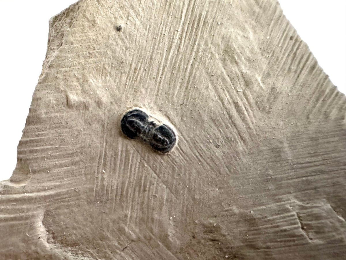 Peronopsis interstrictus Trilobite Fossil on matrix – Cambrian, Utah, USA (P001) - FossilsAndMore