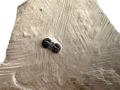 Peronopsis interstrictus Trilobite Fossil on matrix – Cambrian, Utah, USA (P001) - FossilsAndMore