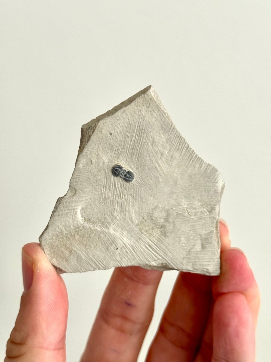 Peronopsis interstrictus Trilobite Fossil on matrix – Cambrian, Utah, USA (P001) - FossilsAndMore