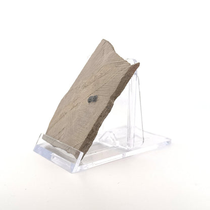 Peronopsis interstrictus Trilobite Fossil on matrix – Cambrian, Utah, USA (P002) - FossilsAndMore