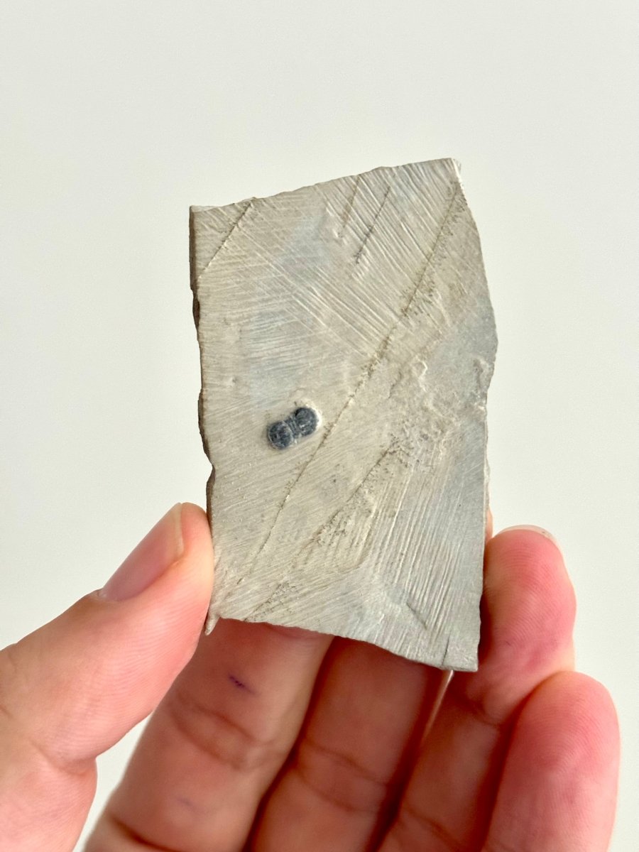 Peronopsis interstrictus Trilobite Fossil on matrix – Cambrian, Utah, USA (P002) - FossilsAndMore