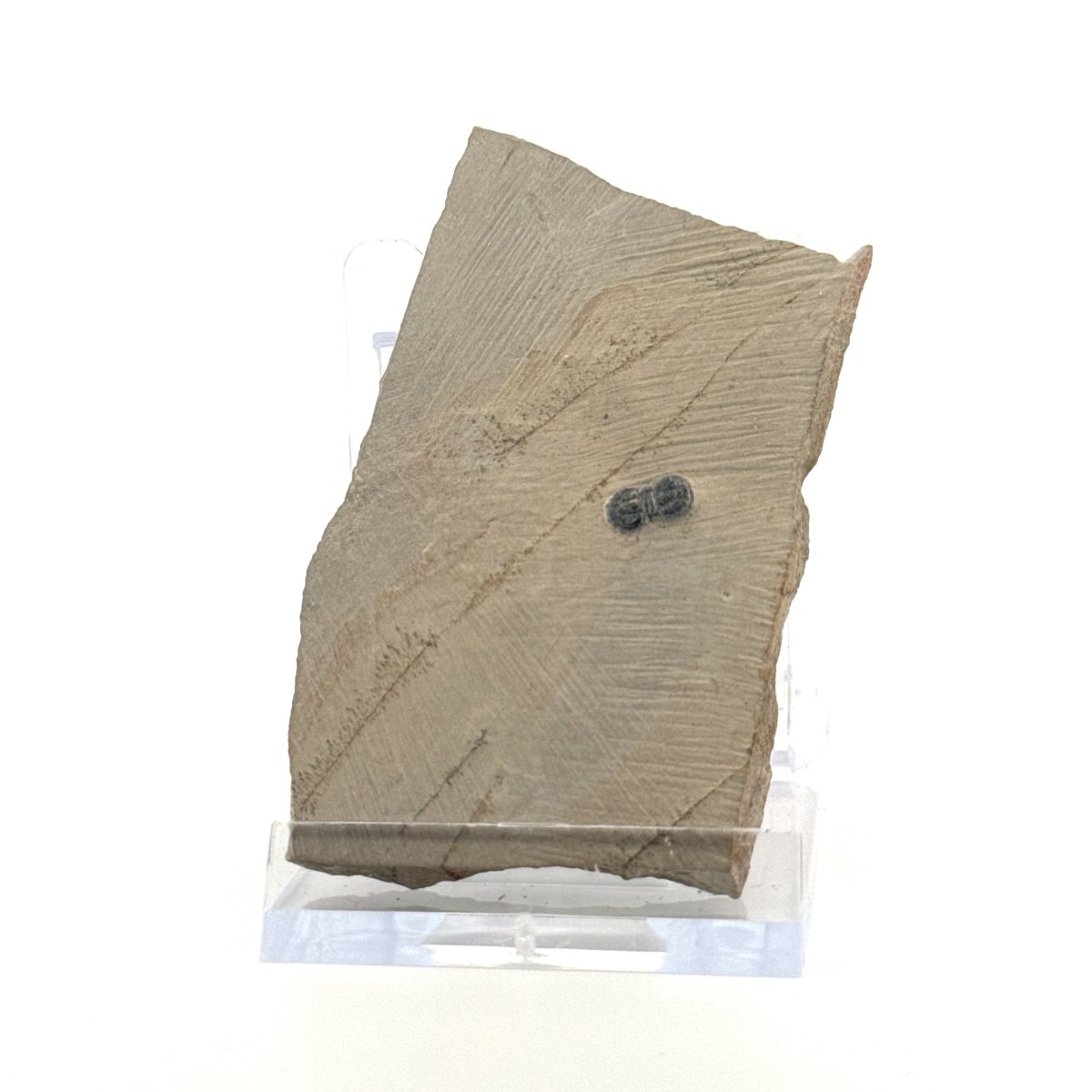 Peronopsis interstrictus Trilobite Fossil on matrix – Cambrian, Utah, USA (P002) - FossilsAndMore