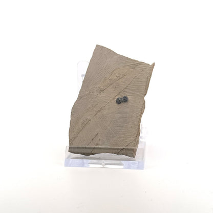 Peronopsis interstrictus Trilobite Fossil on matrix – Cambrian, Utah, USA (P002) - FossilsAndMore