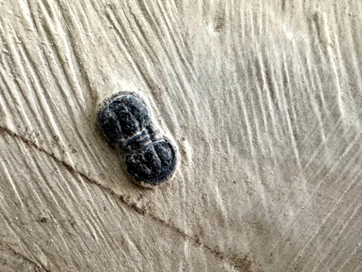 Peronopsis interstrictus Trilobite Fossil on matrix – Cambrian, Utah, USA (P002) - FossilsAndMore