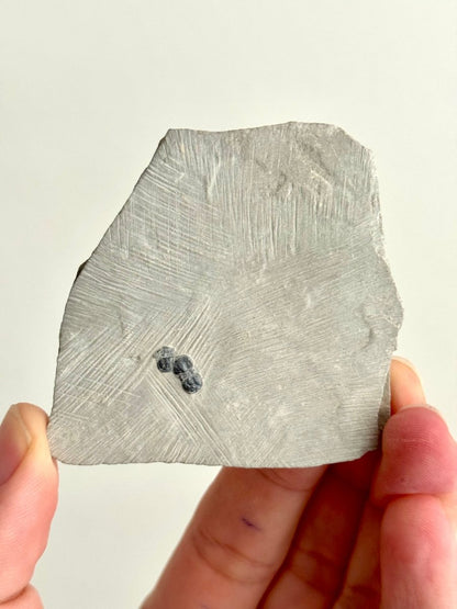 Peronopsis interstrictus Trilobite Fossil on matrix – Cambrian, Utah, USA (P003) - FossilsAndMore