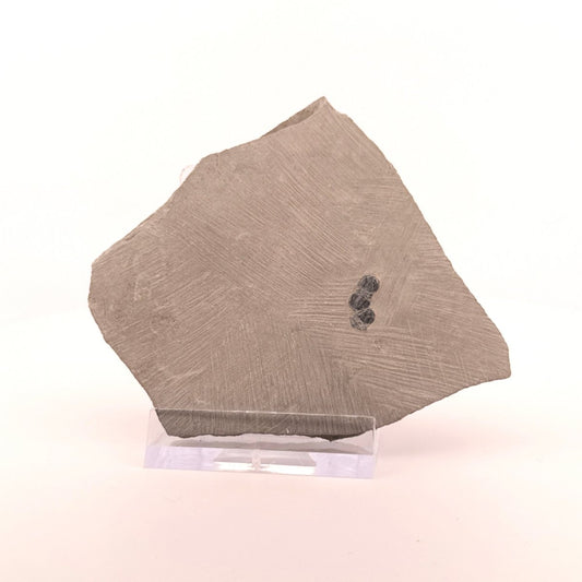 Peronopsis interstrictus Trilobite Fossil on matrix – Cambrian, Utah, USA (P003) - FossilsAndMore